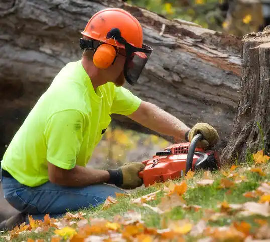 tree services Lattingtown